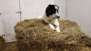 A dog resting on a hay bale inside a room with white doors and a metal latch. - Vorsabær 2 Holiday Home (Selfoss)