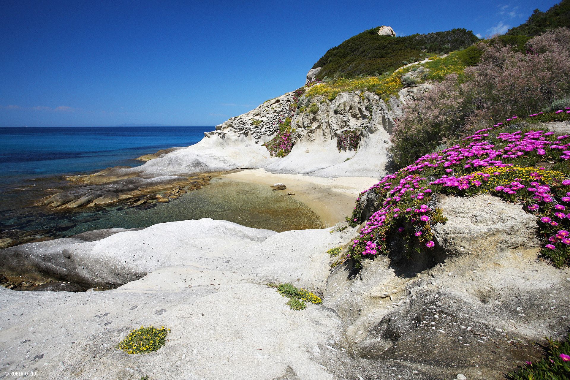 Eine Küstenlandschaft mit weißen Klippen, klarem blauen Meer und rosa Blumen.