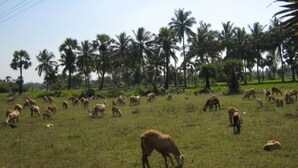 Paisagem rural com um rebanho de gado pastando em um campo, cercado por palmeiras.