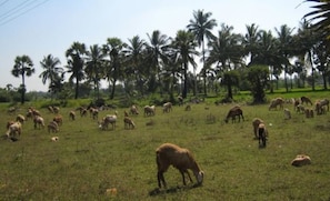 Grazing cattle roam freely in a lush, tropical landscape surrounded by tall palm trees.