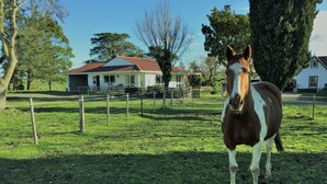 Un cavall dins una zona delimitada per una tanca, amb una casa al fons.