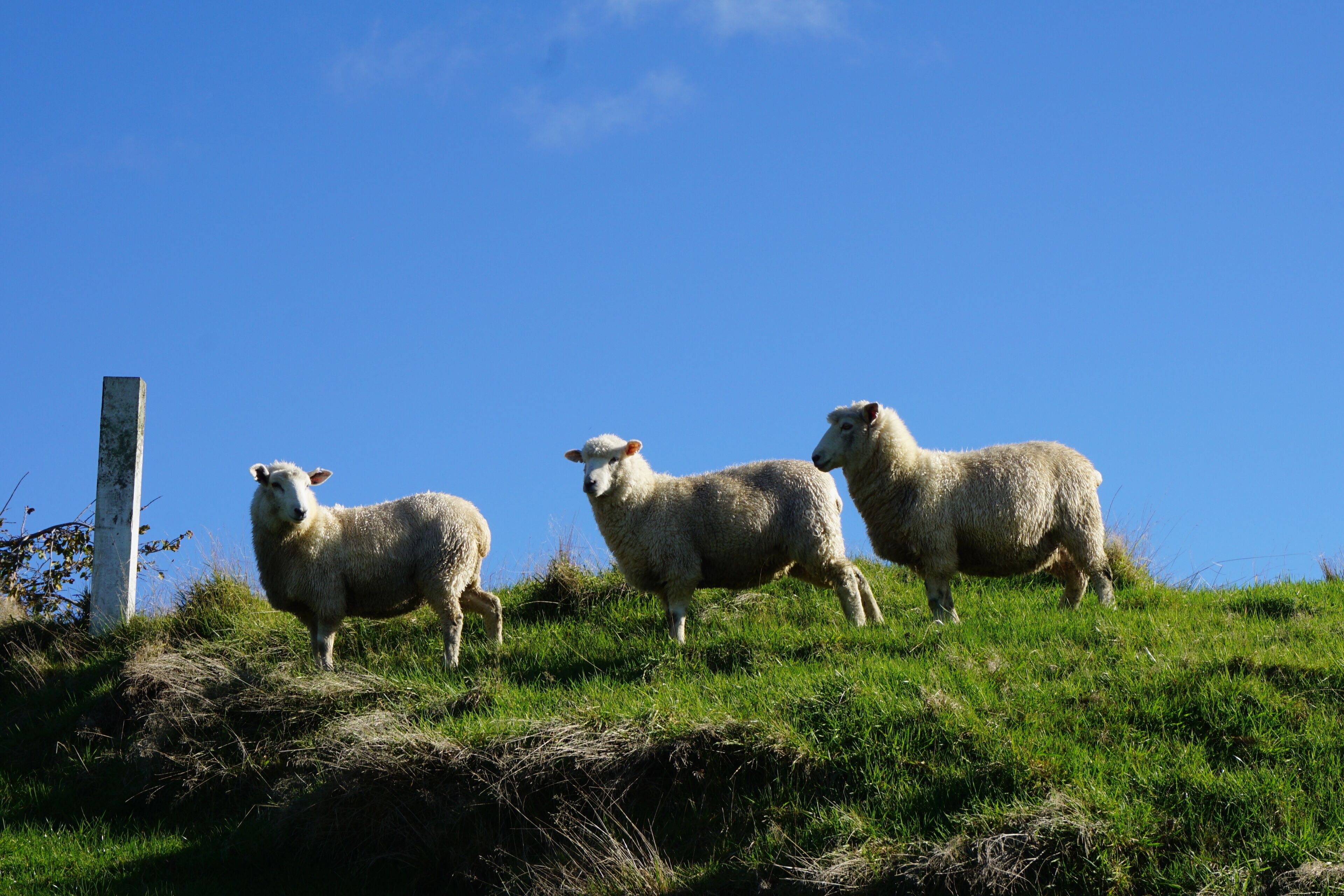 Three sheep on a grassy hill with a clear blue sky.