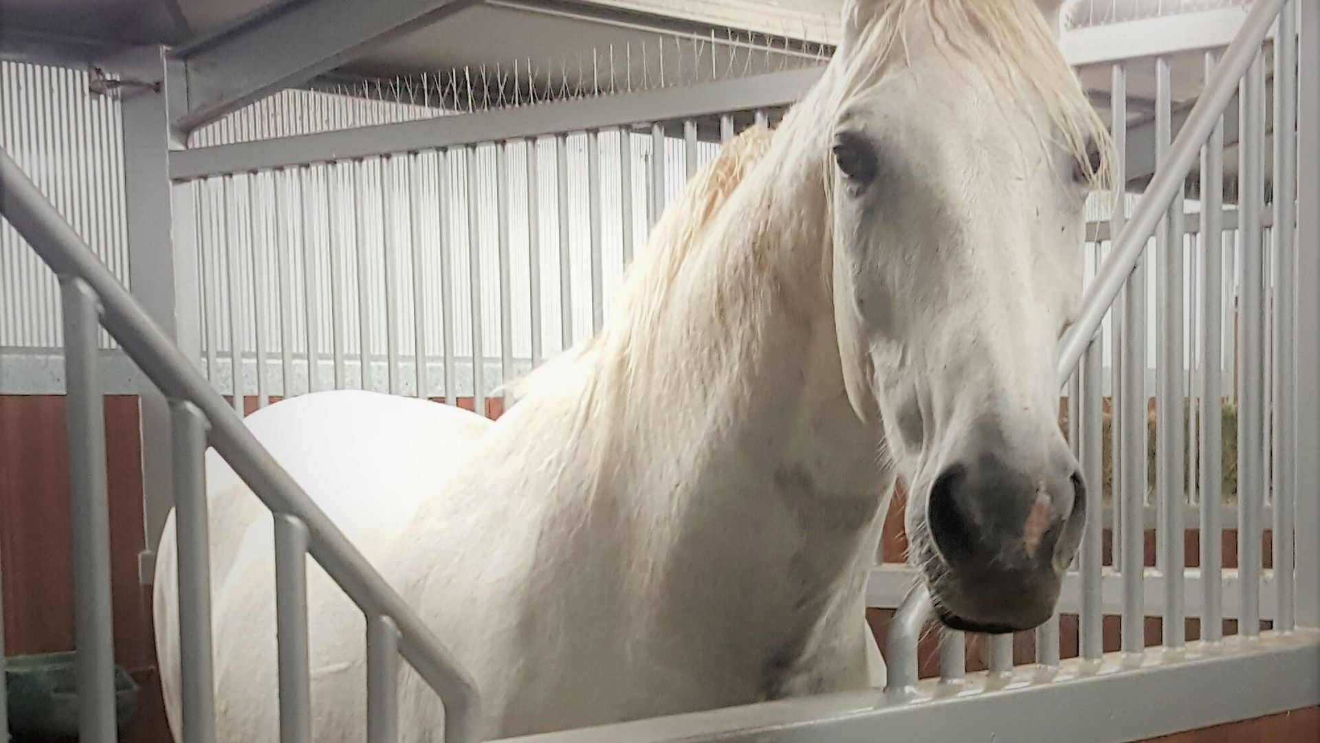 Equestrian Farm Stay — image 2