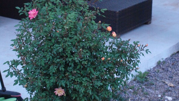 An outdoor patio area with seating, a small table, and a potted plant with flowers.