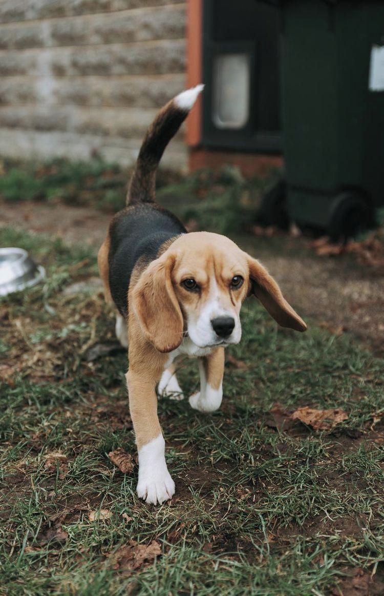 Ein Beagle spaziert über das Gras.