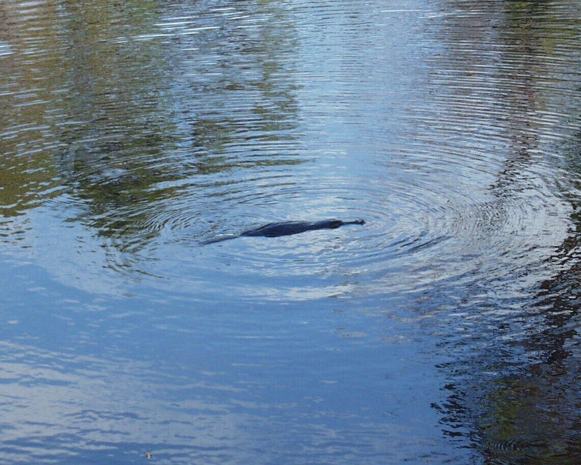 Platypus Park Country Retreat - Forester Apartment WiFi — image 3