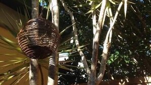 Un albero con cesti pensili e un recinto in legno sullo sfondo.