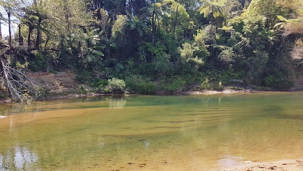A clear river with a sandy beach and dense forest in the background. - Devcich Historic Farmstead - Cottage (Thames)