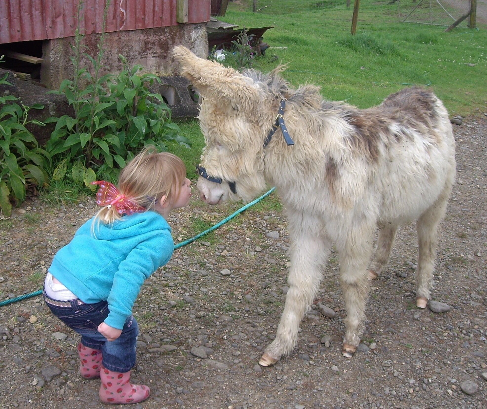 A child interacting with a donkey in a rural setting.