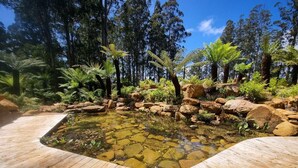 Una terraza de madera rodea un pequeño estanque con rocas y helechos.
