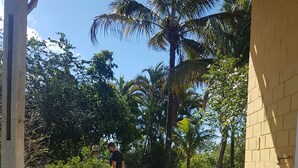 Un espacio al aire libre cubierto con barandilla blanca, un banco y vistas a palmeras y follaje.