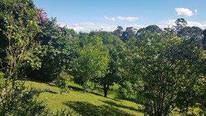 Un paisaje exuberante y verde con follaje denso y un cielo azul despejado.