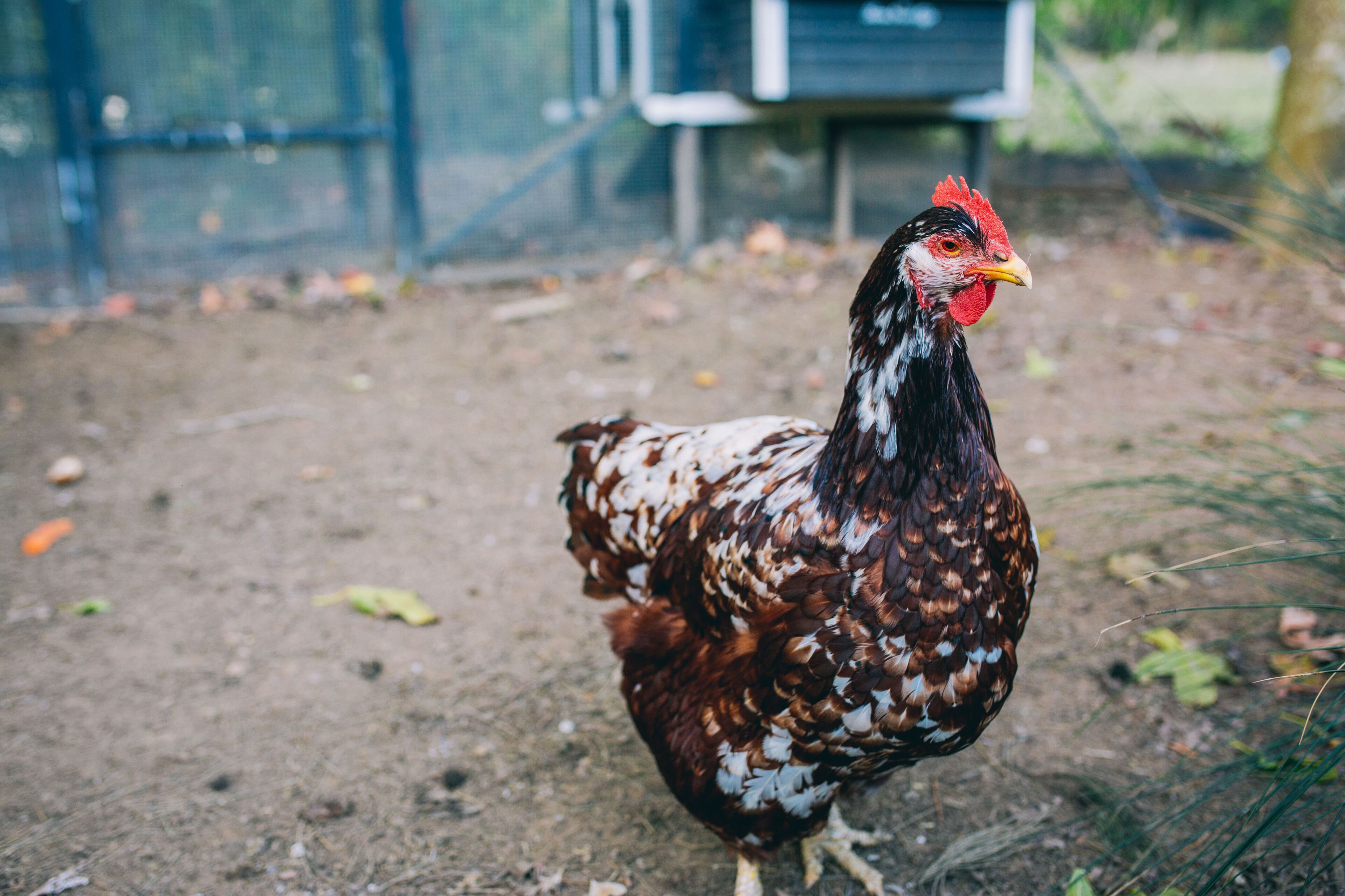 A chicken in an outdoor area with a dirt ground and a blue fence in the background.