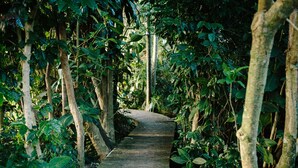 A narrow wooden pathway surrounded by dense foliage and trees. - BELLINGEN CONVERTED CHURCH on the river (Fernmount via Bellingen)