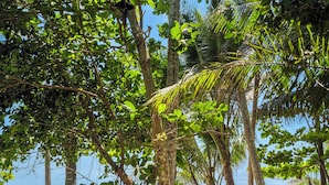 A beach with palm trees and a sandy path leading to the water. - The Edge 13 Marine Parade, Newell Beach QLD 4873 (Newell)