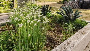 Un jardín con diversas plantas, una cerca de madera y un edificio al fondo.