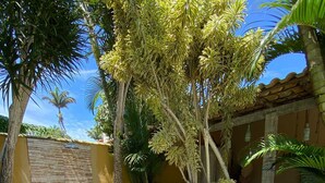 Jardí amb diverses plantes i un camí de pedra.
