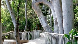 A wooden deck with metal railings, surrounded by trees. - The Nest - 5 minute walk to Hasting Street and Noosa Main Beach (Noosa)