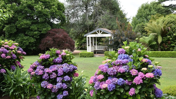 Ein Pavillon, umgeben von üppigem Grün und leuchtend blauen Hortensienbüschen.