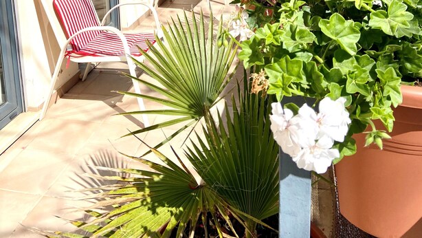 En balkon med to røstribede stole, en potteplante med røde og hvide blomster samt en palme.
