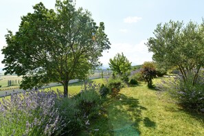 Un paysage verdoyant, parsemé d’arbres et de plantes de lavande.