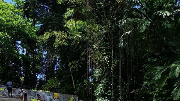 A natural waterfall with lush greenery and a wooden walkway. - Jamaica Escape 2 Bedroom  Modern Apt. near beaches attractions & restaurants (Ocho Rios)