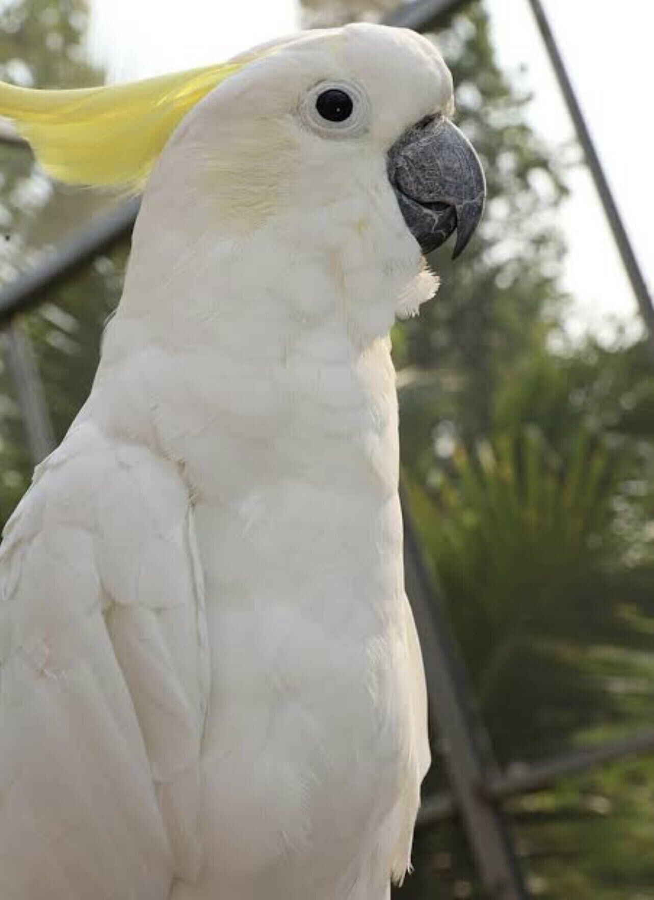 D108 Fantastic Sun Crescent Gathering — image 9