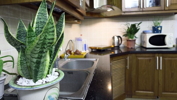A kitchen with wooden cabinets, a stainless steel sink, a microwave, and a potted plant with white pebbles. - Hanoi Friendly House - Superior room - Queensize Bed (Hà Nội)