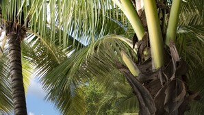A beach with palm trees and a clear view of the ocean. - Stunning, private villa on Barbados' Platinum west coast. (Gibbs)