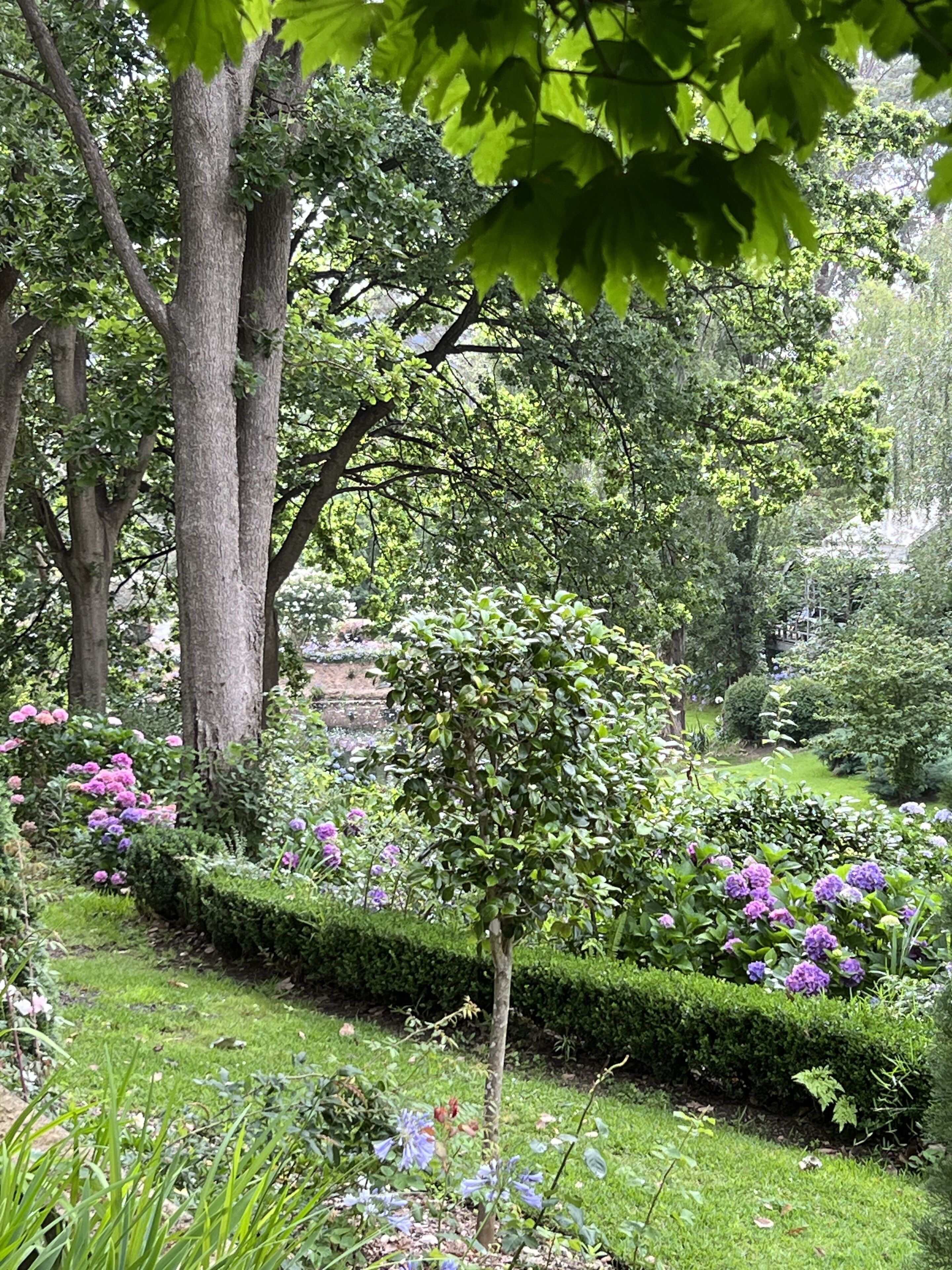 A lush garden with various plants and flowers, including purple blooms.