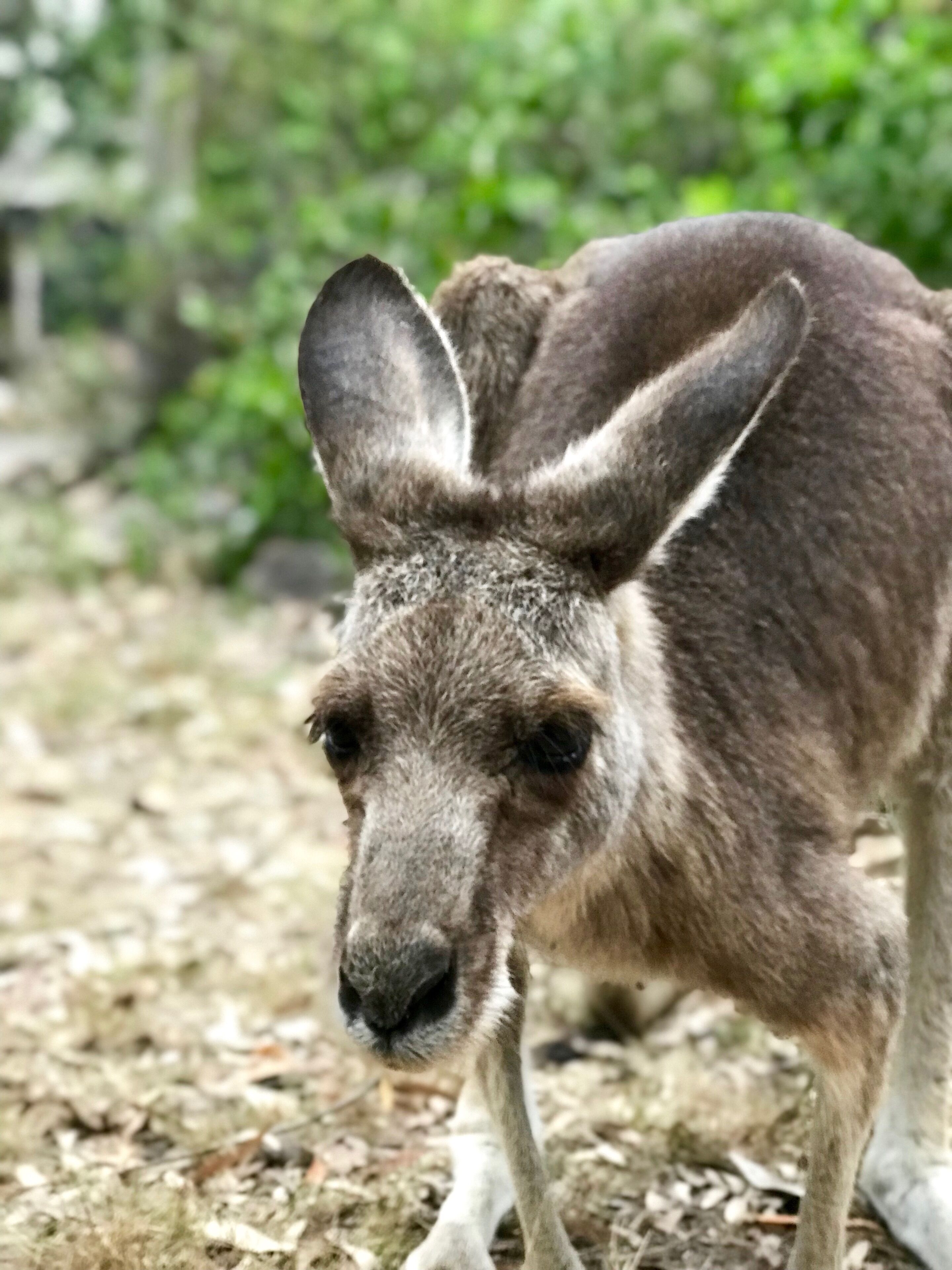 Jindalee Spa Lodge - Wilderness Retreat for groups and families — image 20