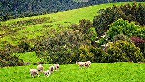A green field with sheep grazing and trees in the background.