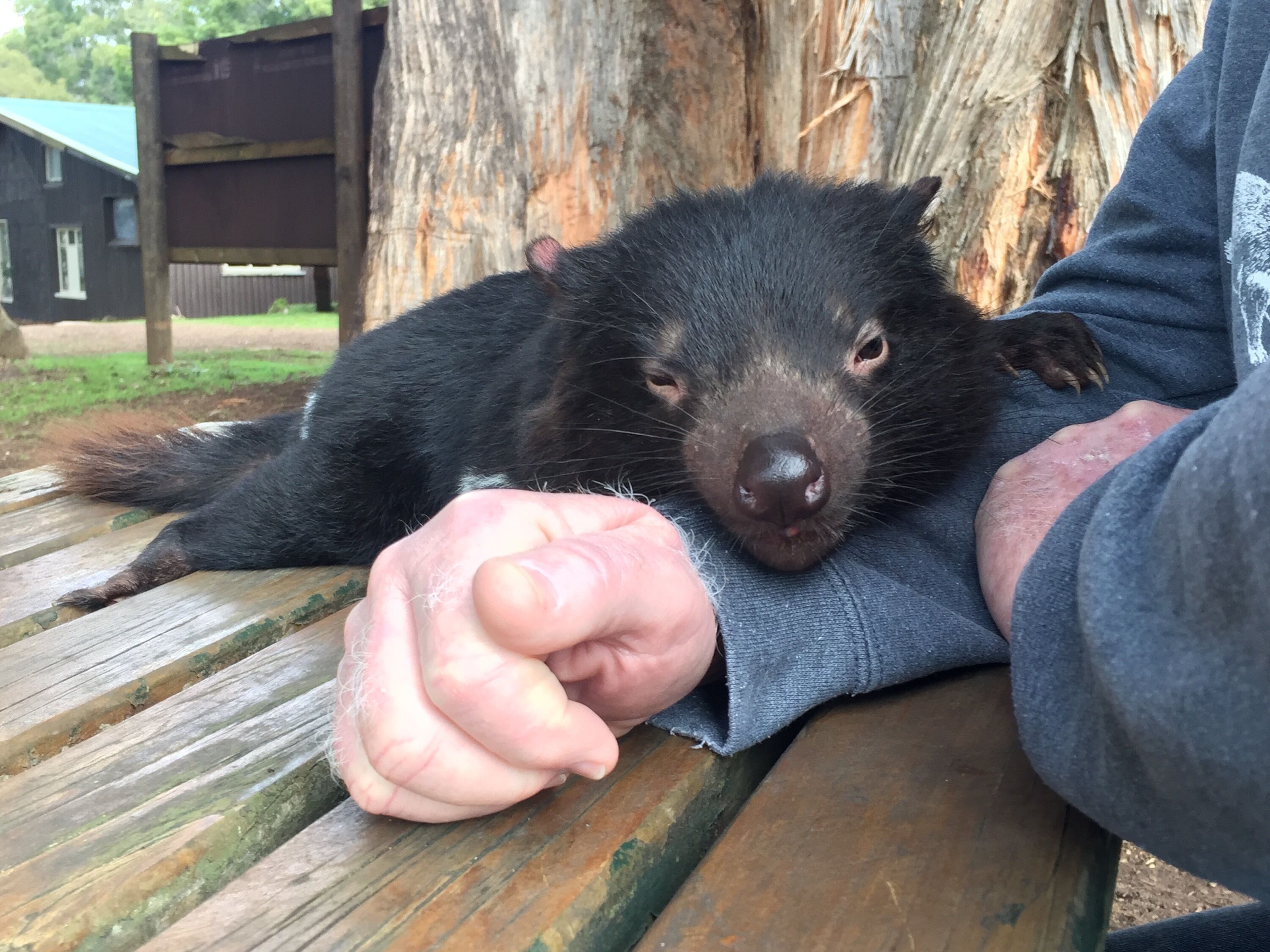 Cosy Original Miners Cottage - Magnificent views of the Great Western Tiers
