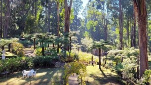 A lush garden with tall trees and ferns, a bench, and a table with chairs.