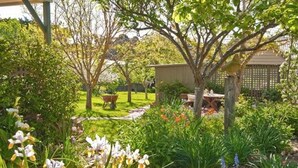 Un jardí amb gespa, una caseta de fusta i una carretilla.