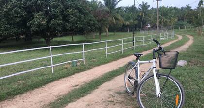 Tranquility and fresh air amidst greenery