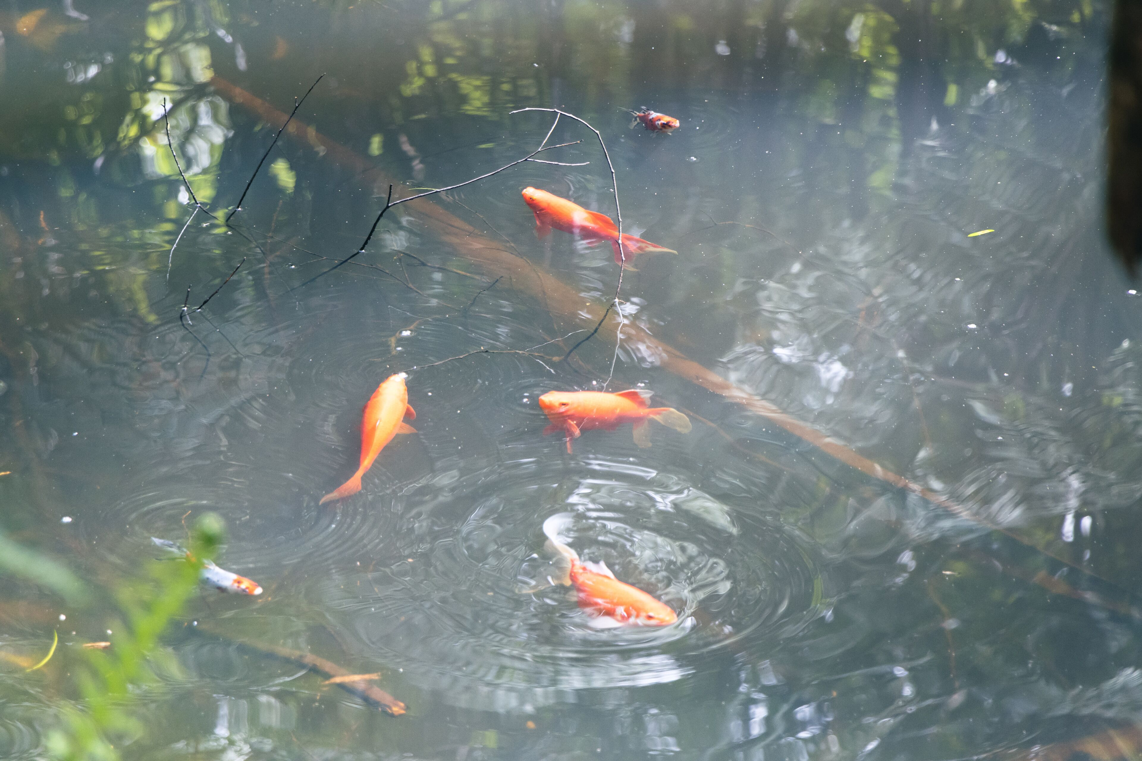 A pond with koi fish and branches.