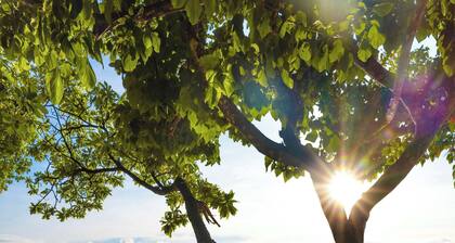 Whispering Palms - Zwei absolute Strandbungalows