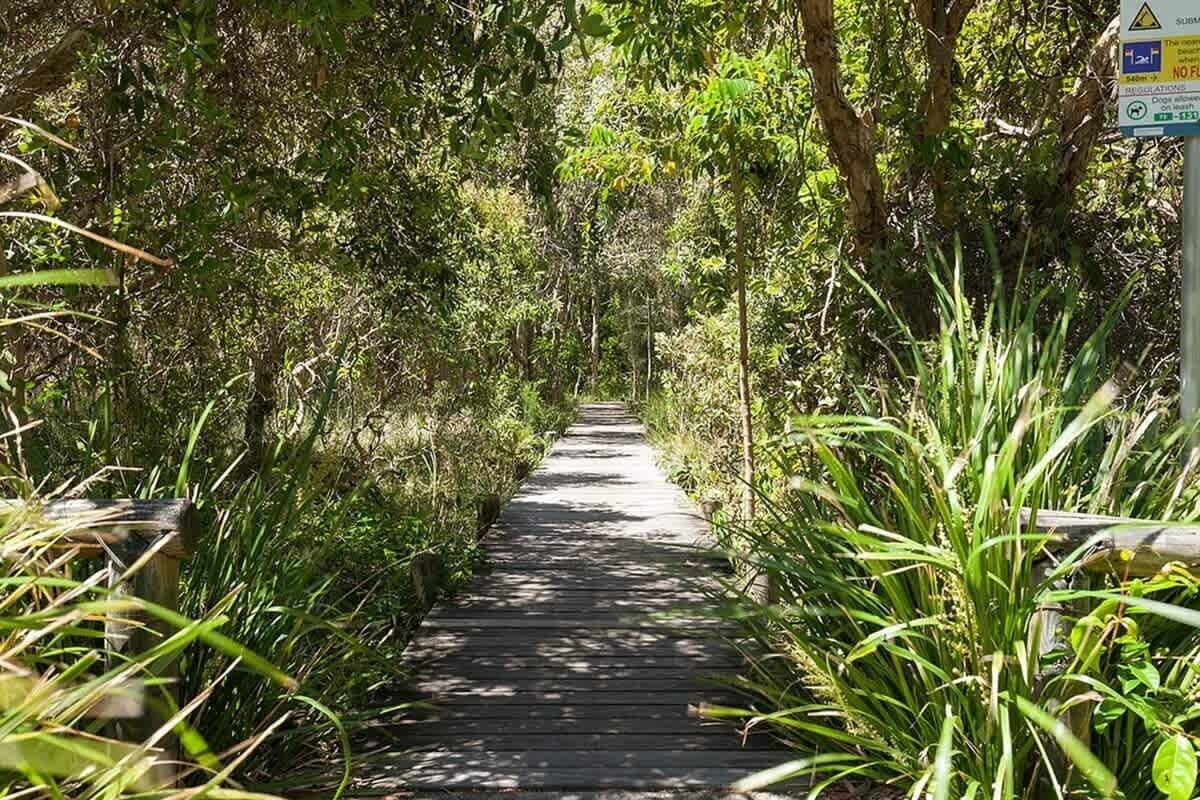 Un étroit sentier en bois, bordé d’une végétation luxuriante.