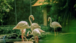 Flamingos standing in a pond with a greenish hue, surrounded by greenery and a structure with a curved roof.