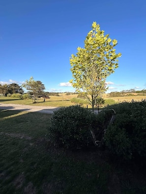A grassy area with a tree and a hedge.