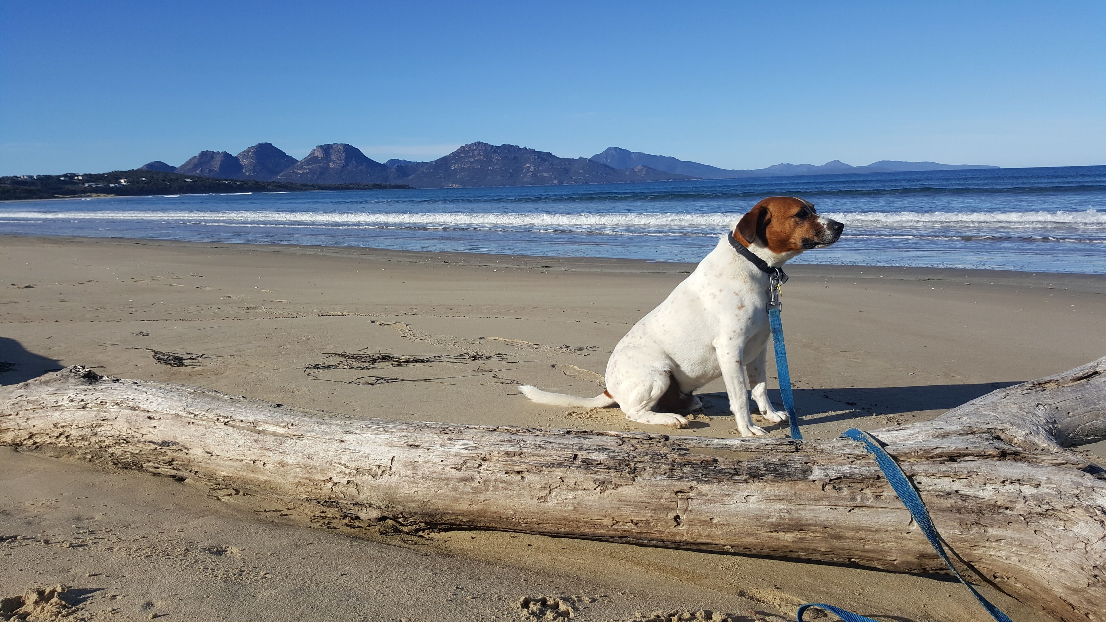 d'Sands on Great Oyster Bay. — image 9