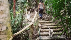 A person walking on a wooden staircase surrounded by dense foliage. - Mint Cabin 1. Romantic Ecolodge in the jungle by the sea (San Pancho)