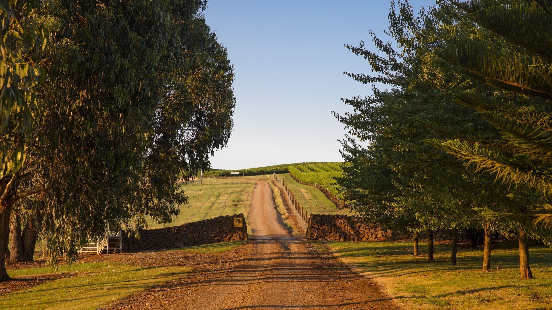 Uma estrada rural serpenteia por um vinhedo, com muros de pedra em ambos os lados.