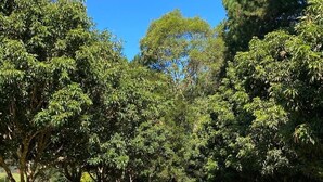 A lush park with dense trees and a grassy area.