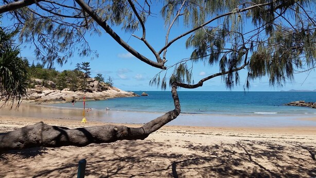 A beach with a large tree in the foreground, a rocky shoreline, and calm water.