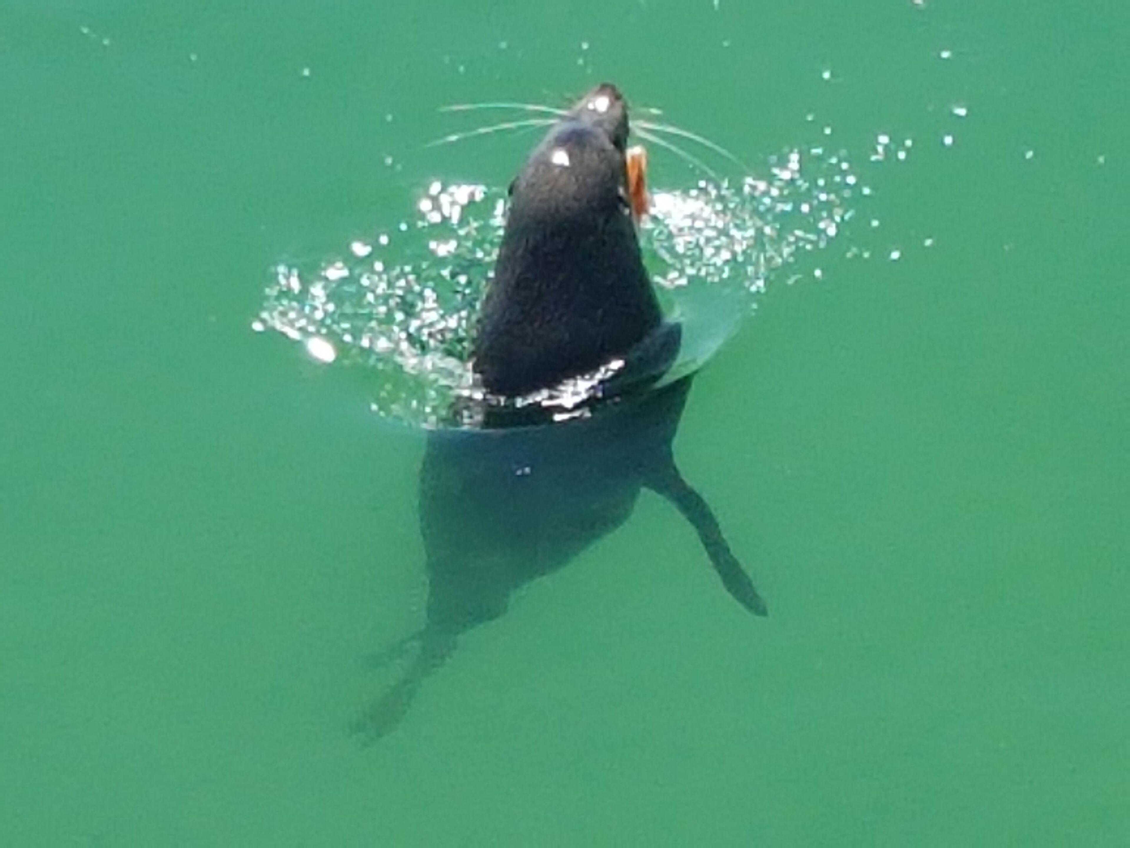 242 Steps to the Beach at Grange with Netflix and train to the City/Cricket — image 10