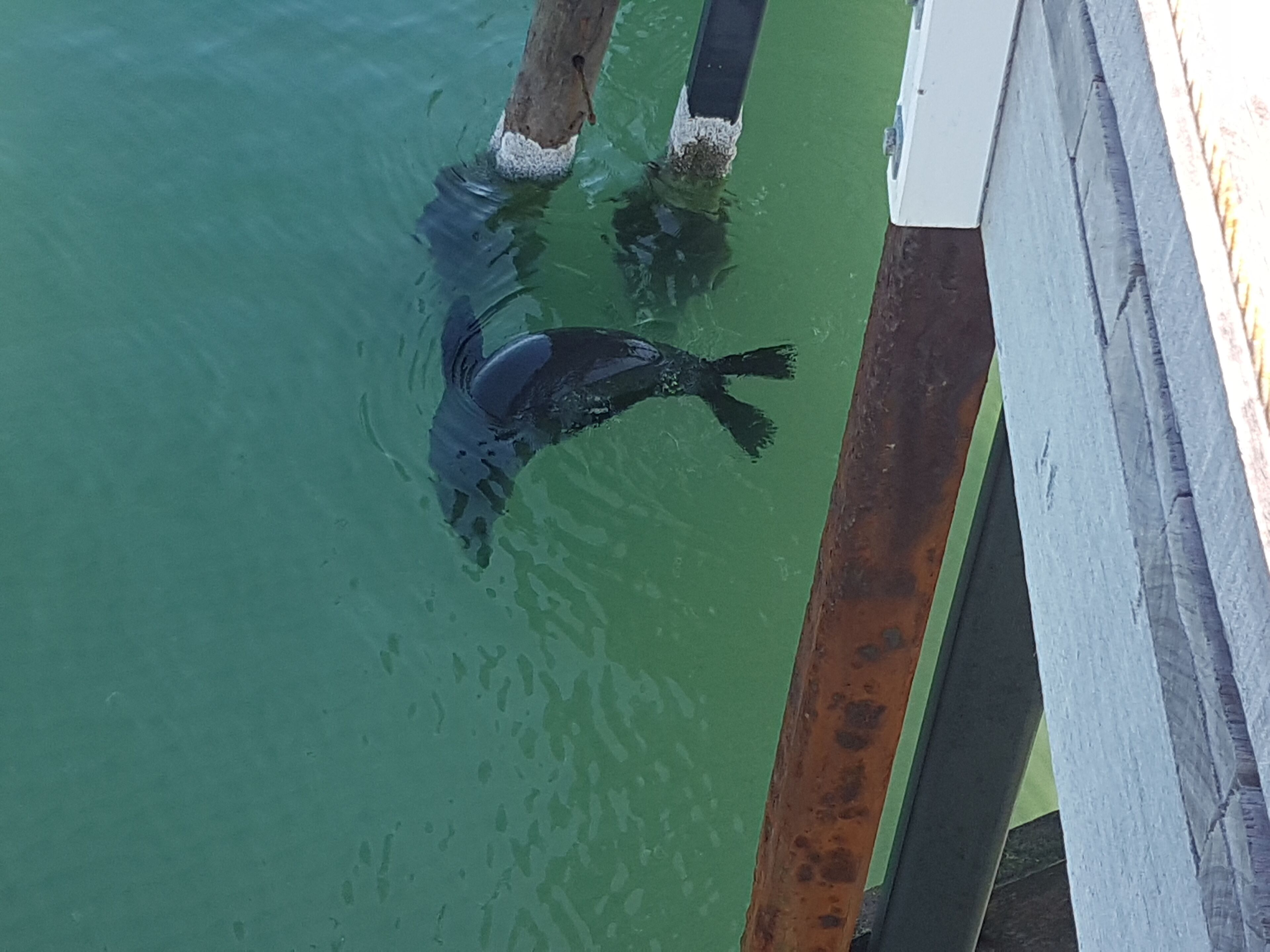 242 Steps to the Beach at Grange with Netflix and train to the City/Cricket — image 11