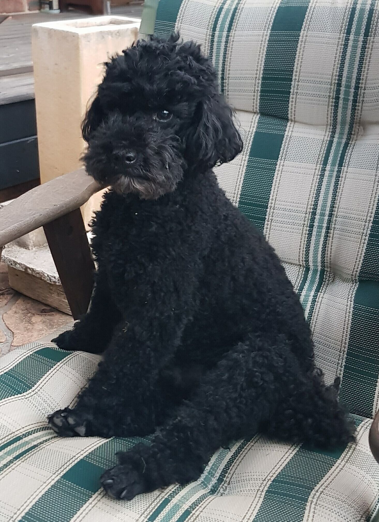 Een zwarte hond die op een gestreepte stoel zit.
