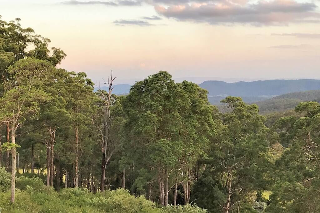 A dense forest with tall trees and a distant mountain range.
